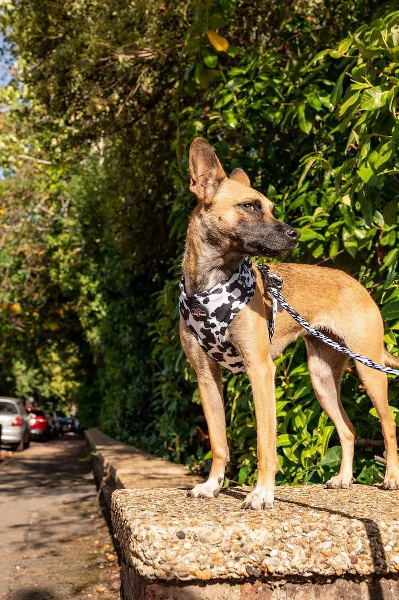 Funk The Dog Harness | Cow Print