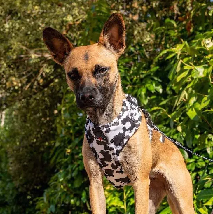 Funk The Dog Harness | Cow Print