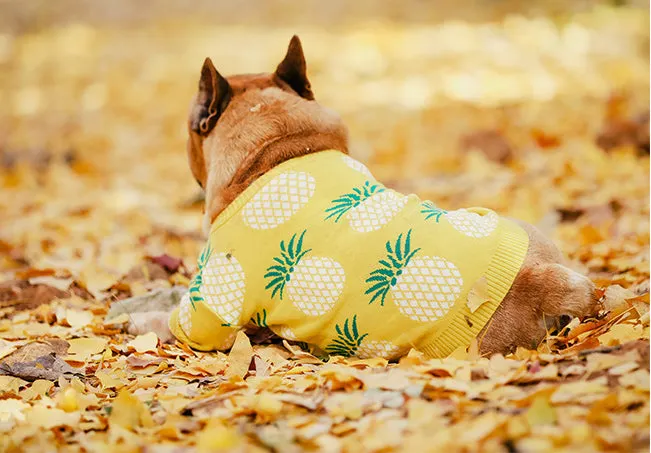 Pineapple Pup Frenchie Sweater