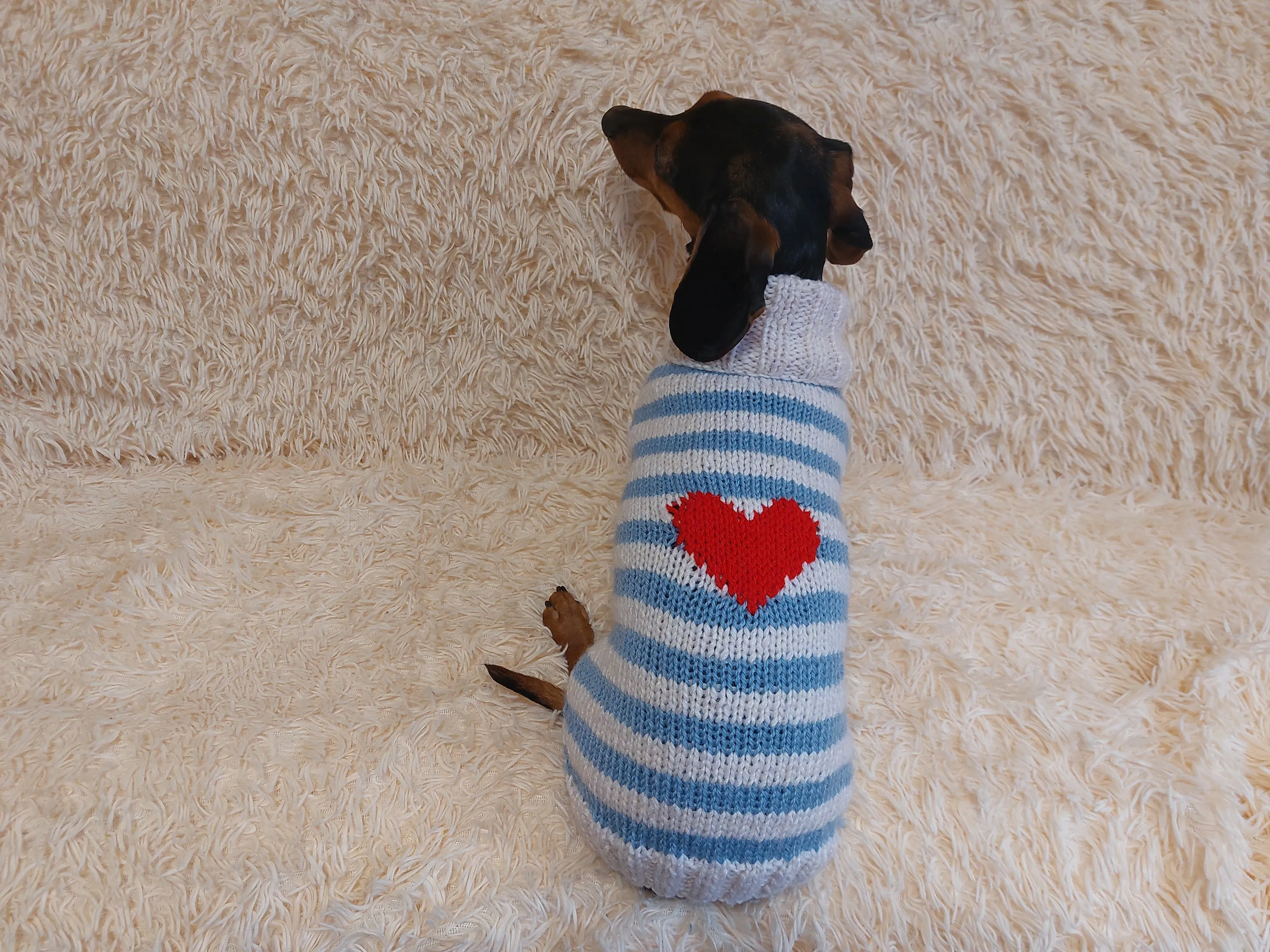 Sweater with hearts, wool sweatshirt for dog, hoodie for dachshund with heart